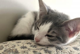 Domestic Short Hair Domestic Short Hair