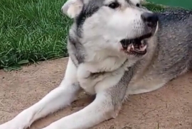 Siberian Husky
