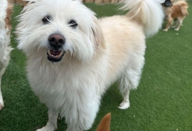 Goldendoodle
