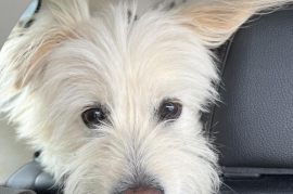 Goldendoodle