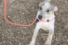 Australian Cattle Dog / Blue Heeler