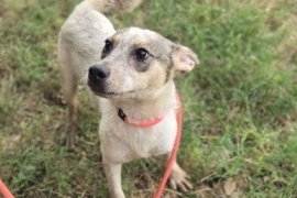 Australian Cattle Dog / Blue Heeler