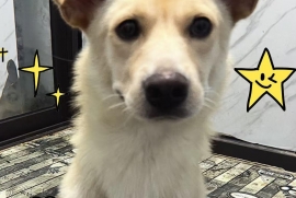 Mixed Breed