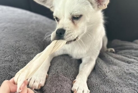 Mixed Breed