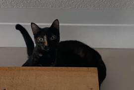 Domestic Short Hair Domestic Short Hair