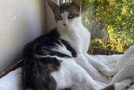 Domestic Short Hair Domestic Short Hair