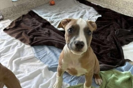 American Bulldog