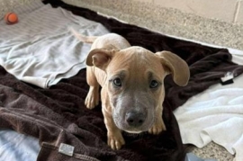 American Bulldog