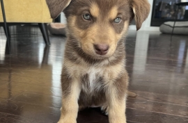 Husky