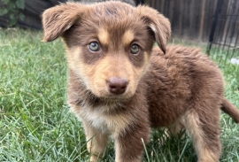 Husky