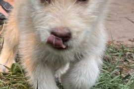 Husky