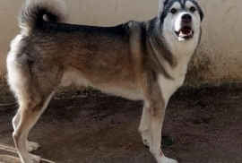 Siberian Husky Siberian Husky