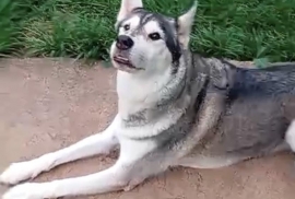 Siberian Husky