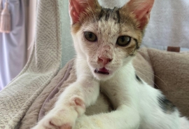 Egyptian Mau Egyptian Mau