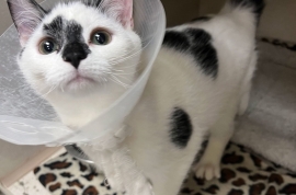 Domestic Short Hair Domestic Short Hair