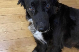 Flat-Coated Retriever