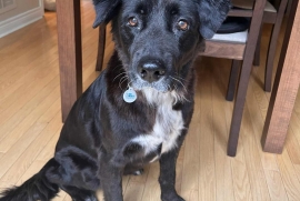 Flat-Coated Retriever