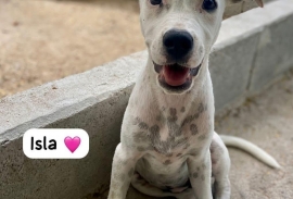 Mixed Breed