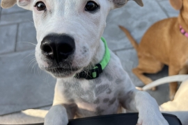 Mixed Breed
