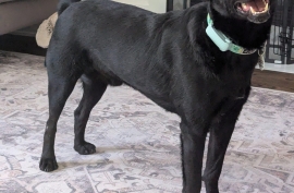 Mixed Breed Mixed Breed