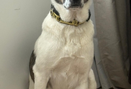 Labrador Retriever Labrador Retriever