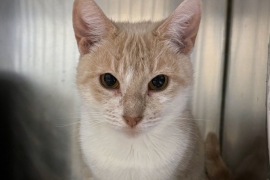 Domestic Short Hair Domestic Short Hair