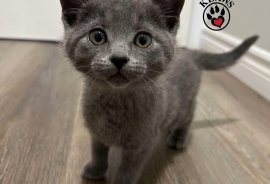 Domestic Short Hair Domestic Short Hair