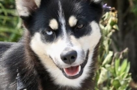 Siberian Husky