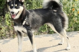 Siberian Husky
