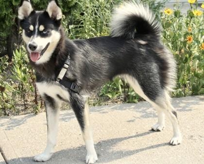 Siberian Husky
