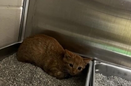 Domestic Short Hair Domestic Short Hair