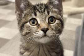 Domestic Short Hair Domestic Short Hair