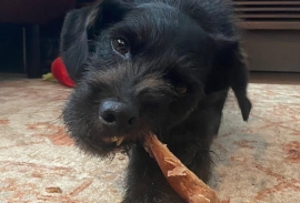 Mixed Breed