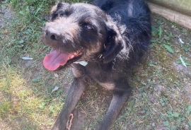 Mixed Breed
