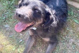 Mixed Breed