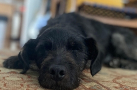 Mixed Breed