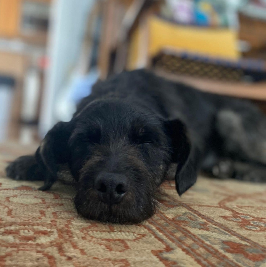 Mixed Breed