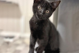 Domestic Short Hair Domestic Short Hair