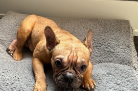 French Bulldog