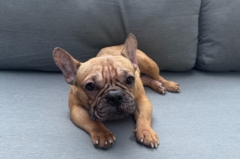 French Bulldog