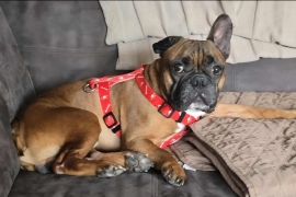 French Bulldog