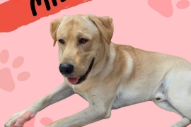Yellow Labrador Retriever