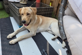 Yellow Labrador Retriever