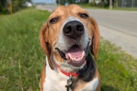 Beagle