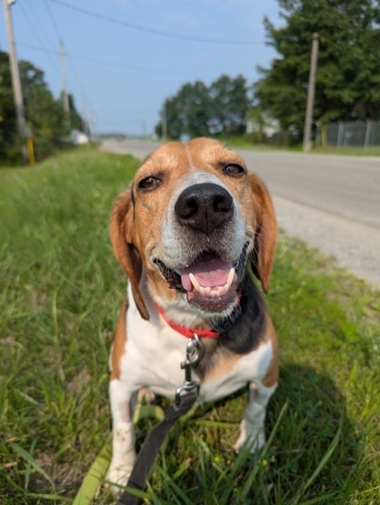 Beagle