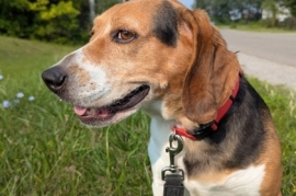 Beagle