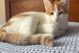 Domestic Short Hair Domestic Short Hair