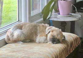 Shih Tzu