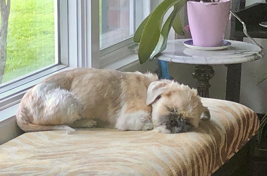 Shih Tzu