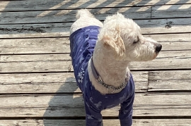 Bichon Frise Bichon Frise